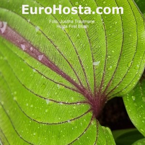 Hosta First Blush