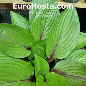 Hosta First Blush