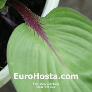 Hosta First Blush