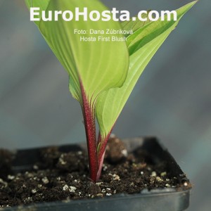 Hosta First Blush