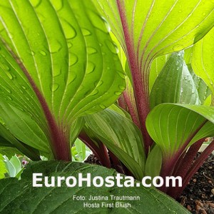 Hosta First Blush