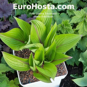 Hosta First Blush