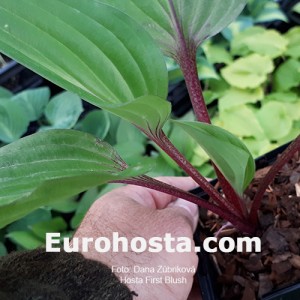 Hosta First Blush