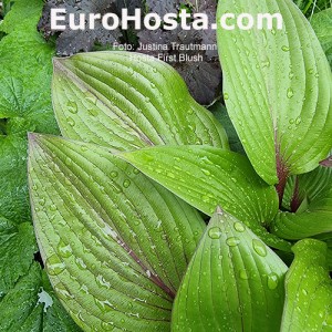 Hosta First Blush