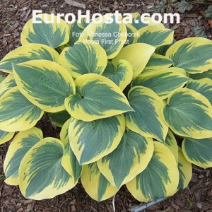 Hosta First Frost