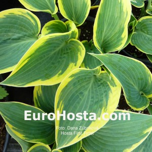 Hosta First Frost - Eurohosta