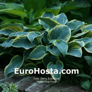 Hosta First Frost - Eurohosta