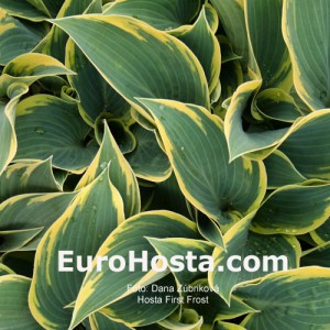 Hosta First Frost - Eurohosta