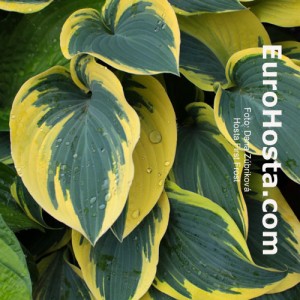 Hosta First Frost - Eurohosta