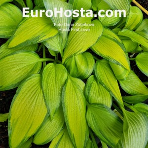 Hosta First Love