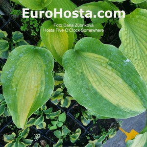 Hosta Five O'Clock Somewhere