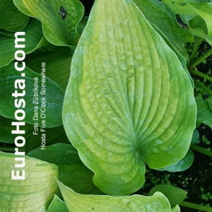 Hosta Five O'Clock Somewhere