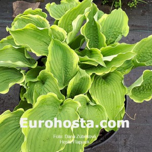 Hosta Flapjack