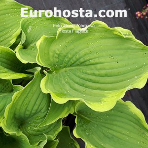 Hosta Flapjack