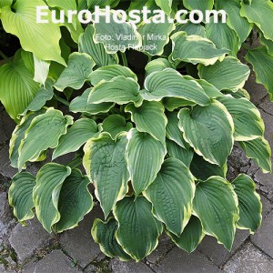 Hosta Flapjack