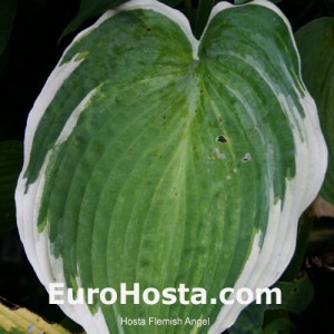 Hosta Flemish Angel