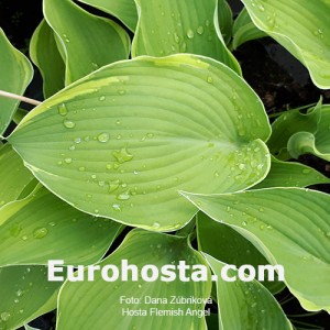 Hosta Flemish Angel