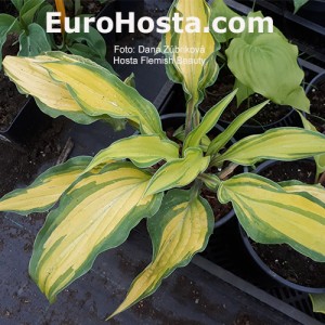 Hosta Flemish Beauty