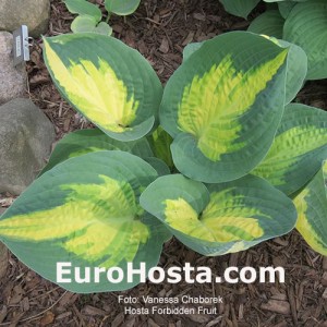 Hosta Forbidden Fruit - Eurohosta