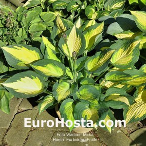 Hosta Forbidden Fruit - Eurohosta