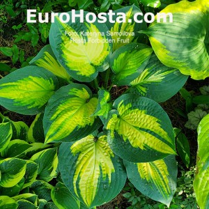 Hosta Forbidden Fruit - Eurohosta