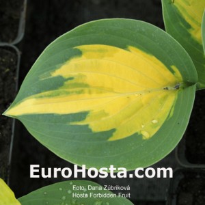 Hosta Forbidden Fruit - Eurohosta