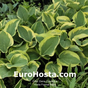 Hosta Formal Attire - Eurohosta