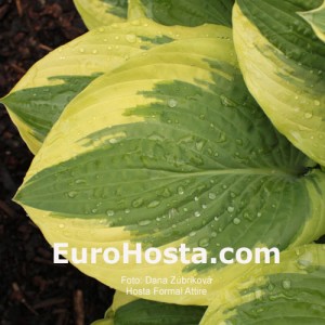 Hosta Formal Attire - Eurohosta