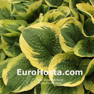 Hosta Formal Attire - Eurohosta