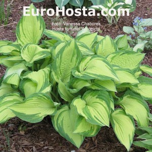 Hosta Albopicta - Eurohosta