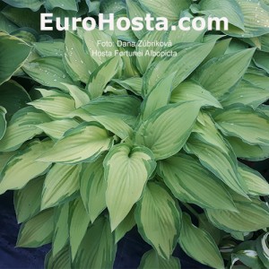 Hosta Albopicta - Eurohosta