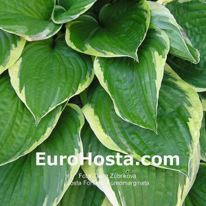 Hosta Fortunei Auremarginata - Eurohosta