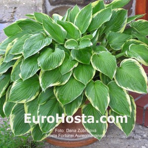 Hosta Fortunei Auremarginata - Eurohosta