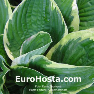 Hosta Fortunei Auremarginata - Eurohosta