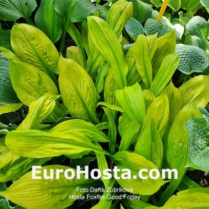 Hosta Foxfire Good Friday