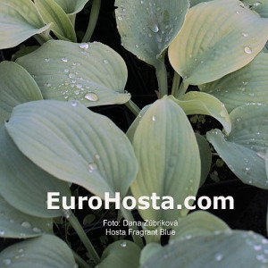 Hosta Fragrant Blue - Eurohosta