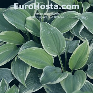 Hosta Fragrant Blue Ribbons