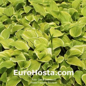 Hosta Fragrant Bouquet 