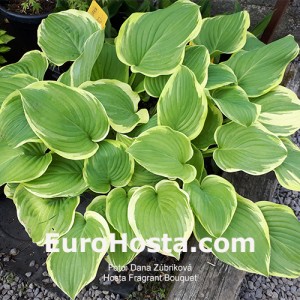 Hosta Fragrant Bouquet - Eurohosta