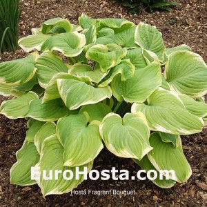 Hosta Fragrant Bouquet - Eurohosta