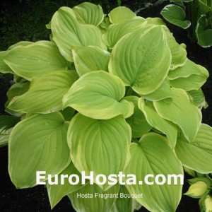 Hosta Fragrant Bouquet - Eurohosta