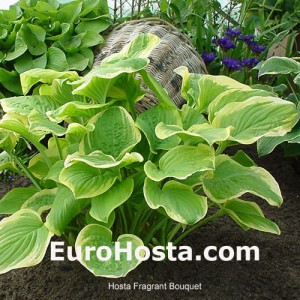 Hosta Fragrant Bouquet - Eurohosta