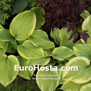 Hosta Fragrant Bouquet - Eurohosta