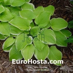 Hosta Fragrant Bouquet - Eurohosta