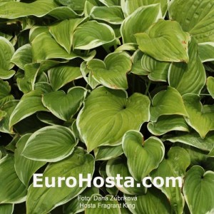 Hosta Fragrant King