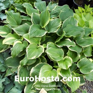 Hosta Fragrant King