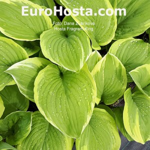 Hosta Fragrant King