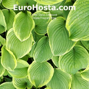 Hosta Fragrant King