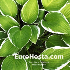 Hosta Francee - Eurohosta