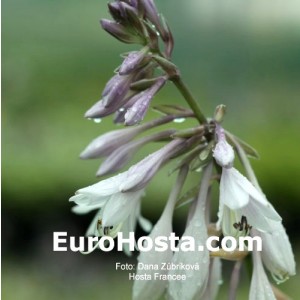 Hosta Francee - Eurohosta